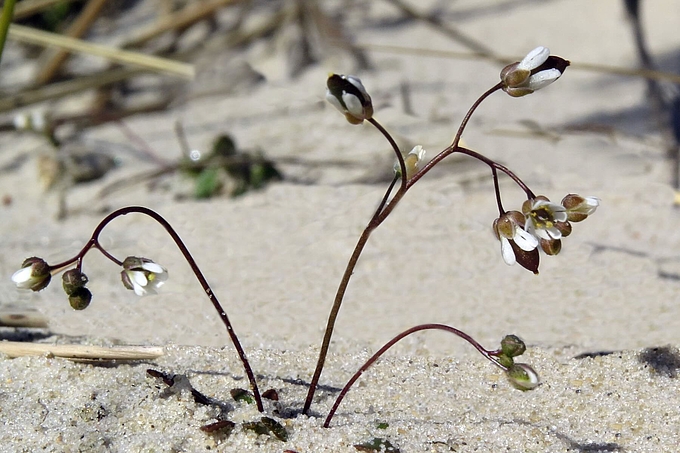 Hungerblümchen auf offenem Sandboden Hungerblümchen auf offenem Sandboden