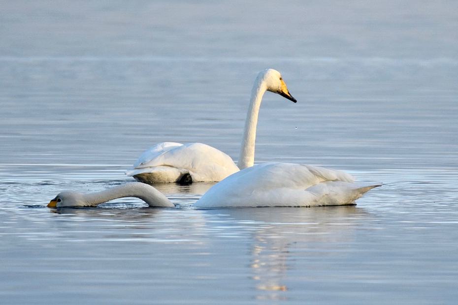 Zwei schwimmende Singschwäne 