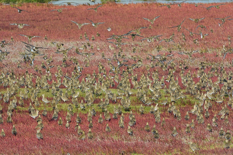 Goldregenpfeifer in roter Herbstwiese