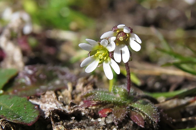Zwei Blüten aus der Nähe Zwei Blüten aus der Nähe