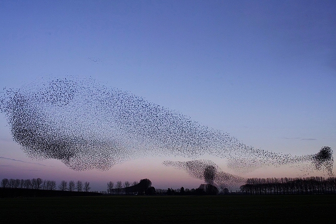 Vogelwolke in der Dämmerung