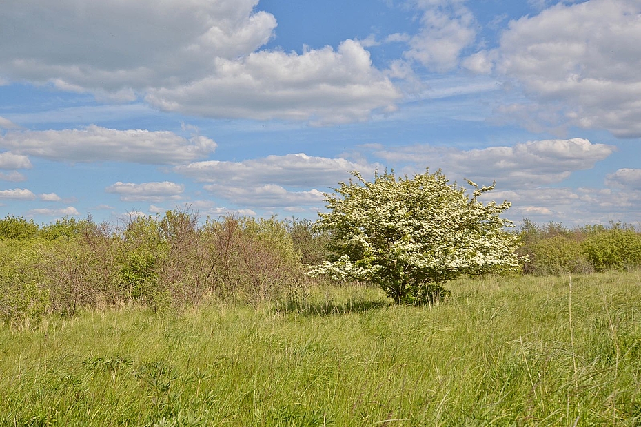 Wiese und Gebüsch