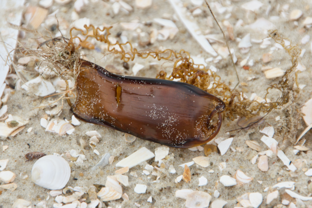 Eikapsel des Katzenhais am Strand