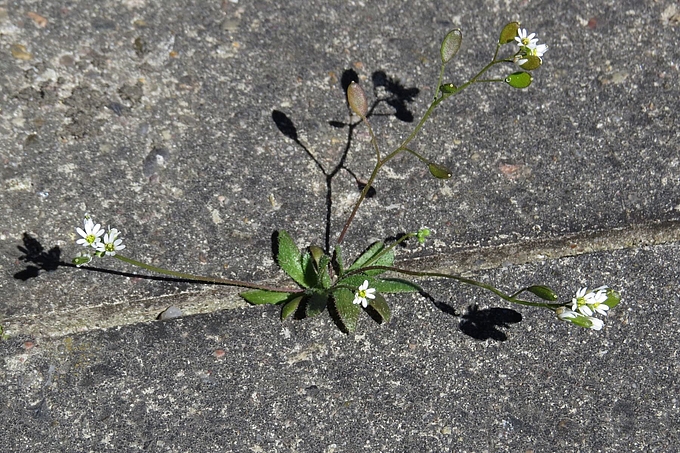 Hungerblümchen in Ritze zwischen Betonplatten Hungerblümchen in Ritze zwischen Betonplatten