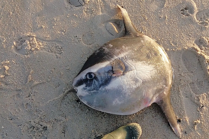 Mondfisch auf dem Strand