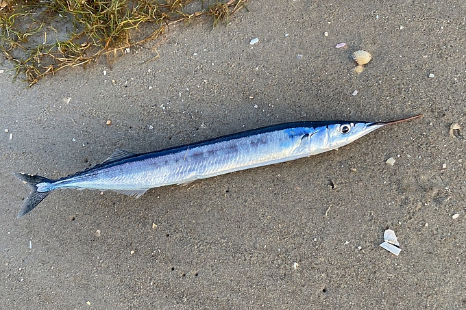 Makrelenhecht auf Sandboden