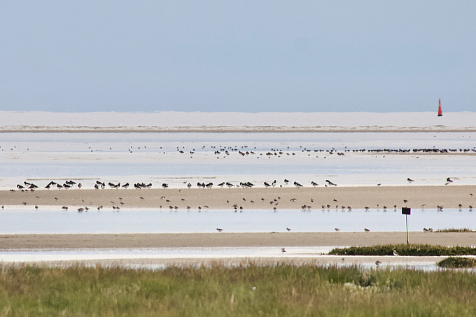 Vogelschwärme an der Hochwasserlinie