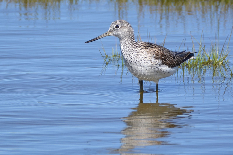 Grünschenkel aufmerksam im Flachwasser