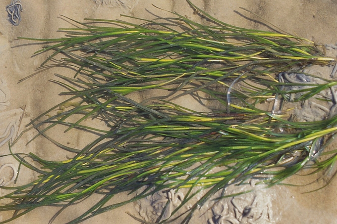 Dichterer Seegrasbestand auf dem Watt