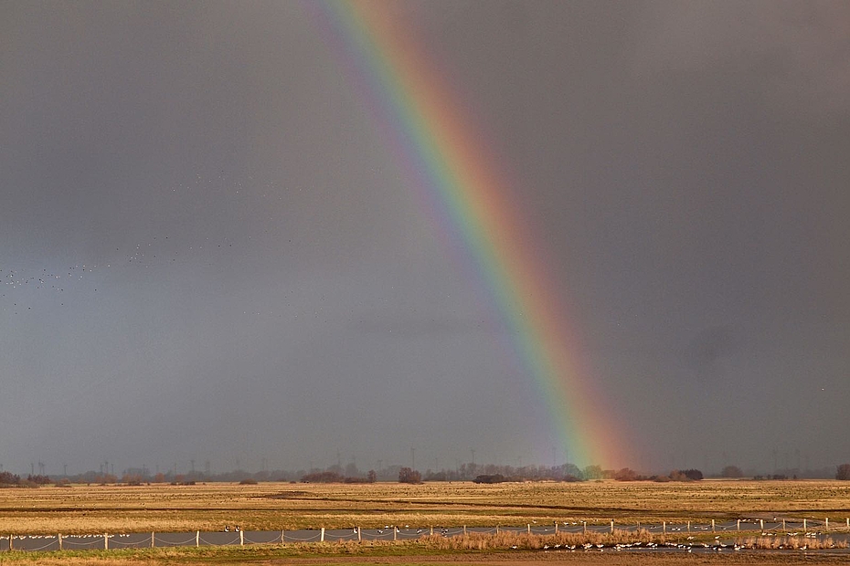 Regenbogen über Feuchtwiesen