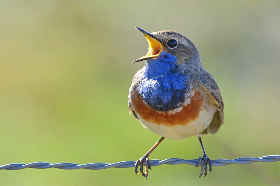 Blaukehlchen mit weit geöffnetem Schnabel