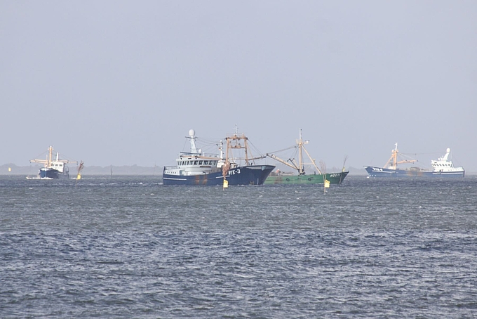 Vier Muschelkutter fischen vor Sylt