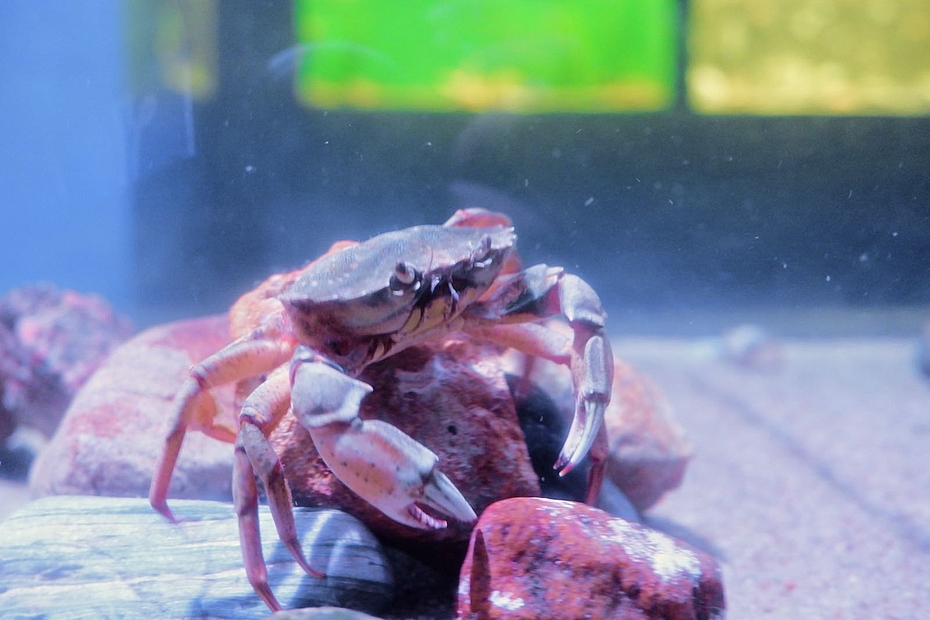 Strandkrabbe im Aquarium