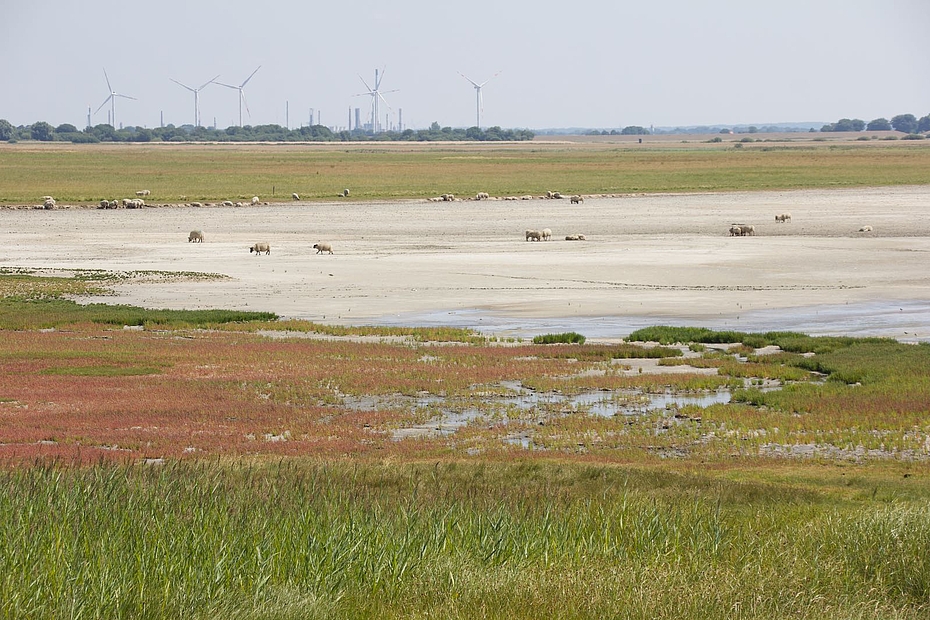 Schafe in ausgetrockneter Fläche