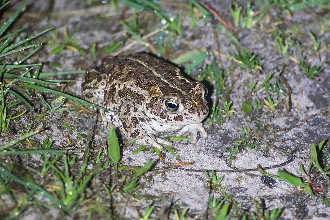 Kreuzkröte im feuchten Gras