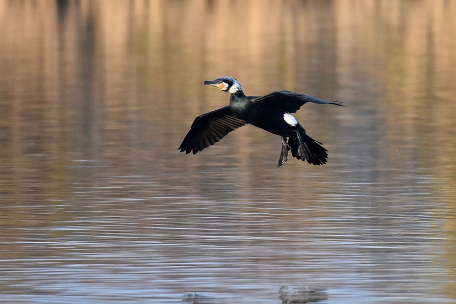 Kormoran vor Wasserlandung