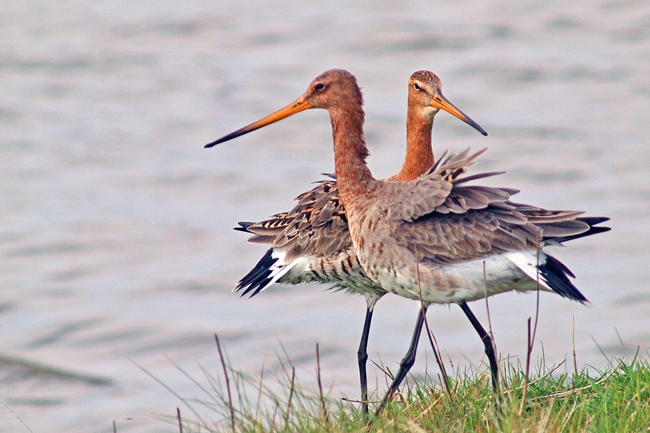 Zwei Uferschnepfen am Wöhrdener Loch