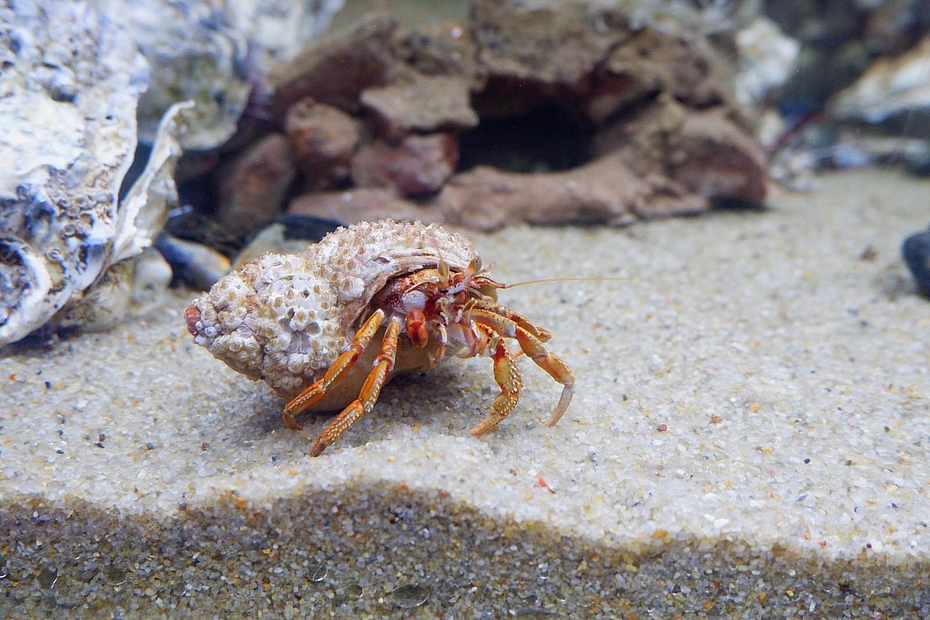Einsiedlerkrebs im Aquarium Einsiedlerkrebs im Aquarium