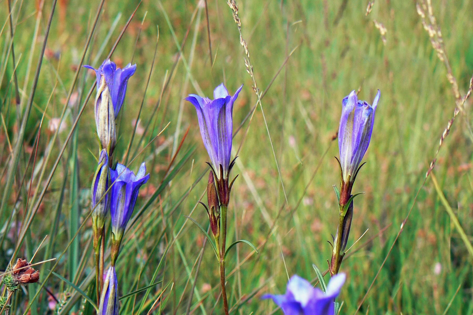 Gruppe von Blüten Gruppe von Blüten