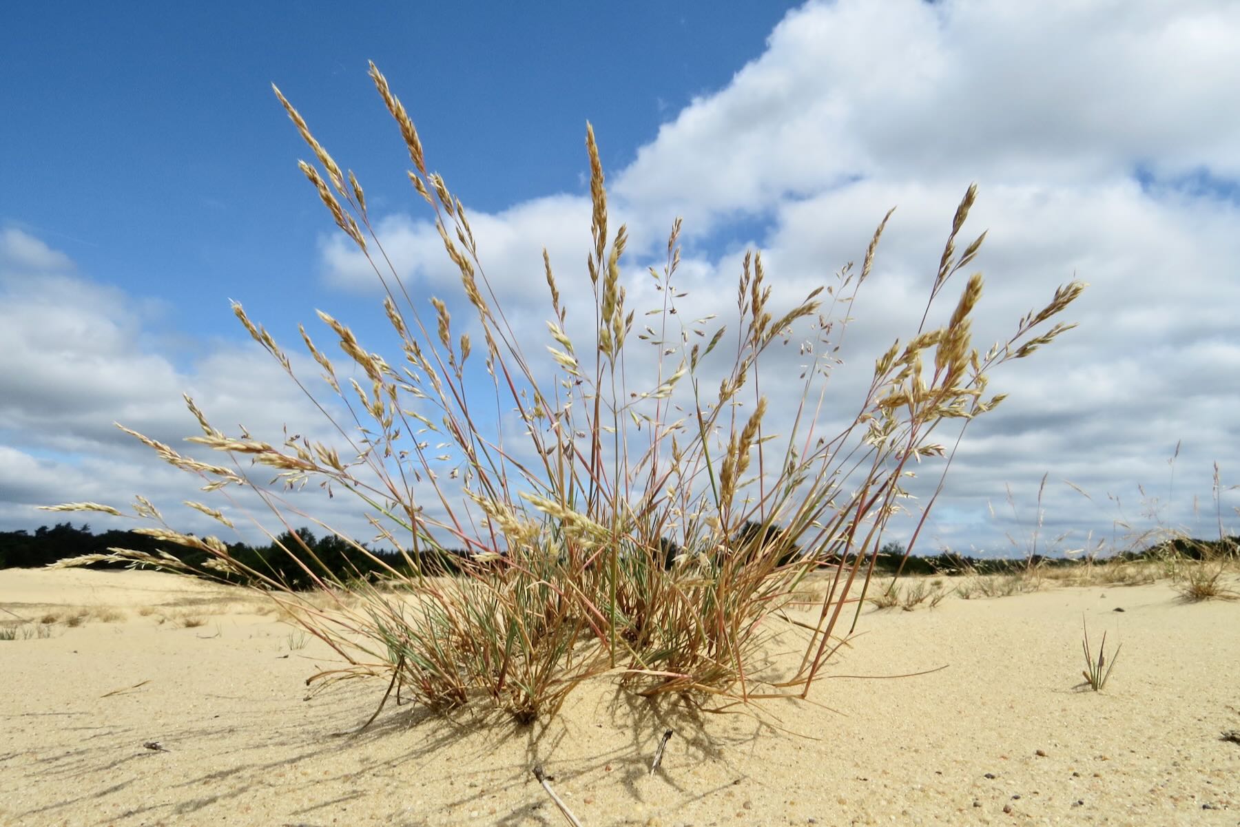 Silbergras auf offenem Sand Silbergras auf offenem Sand