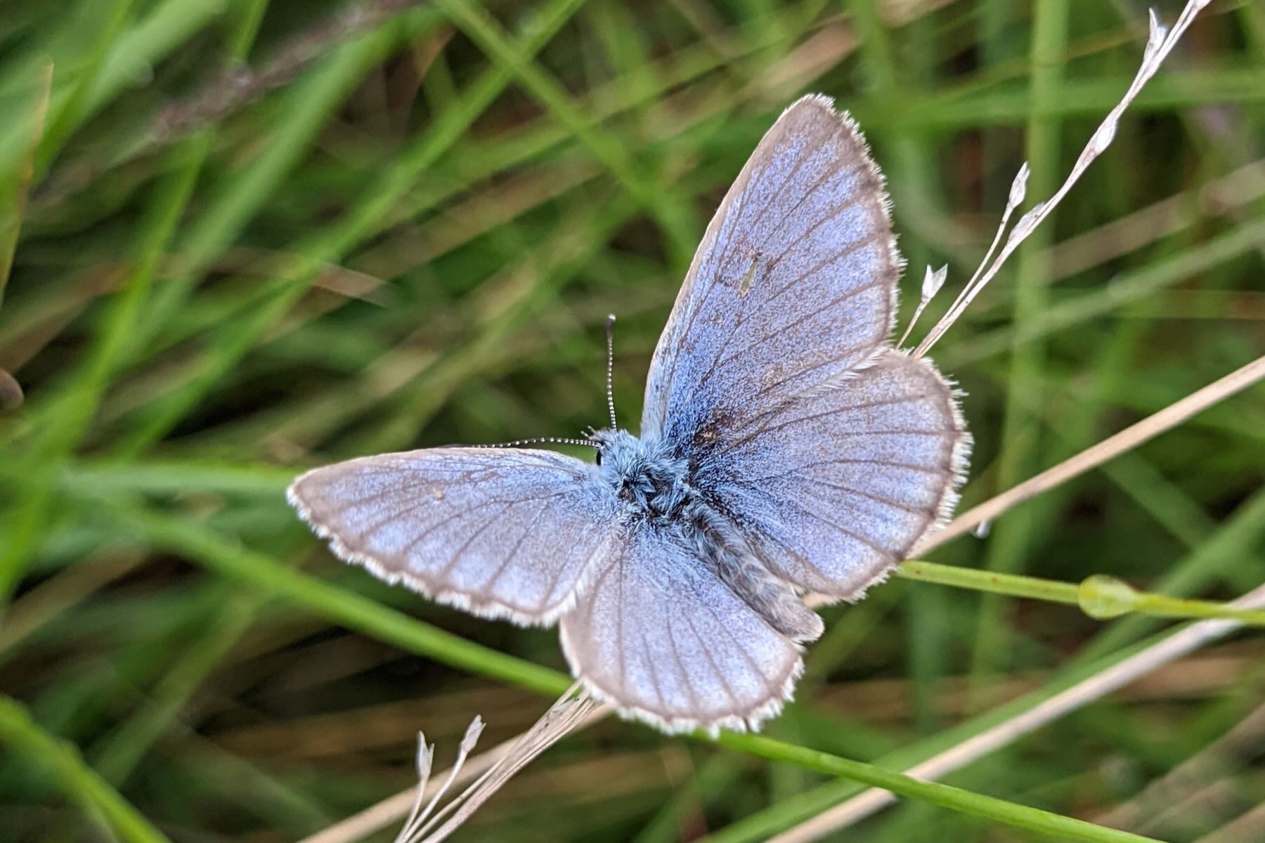 Kleiner hellblauer Schmetterling Kleiner hellblauer Schmetterling