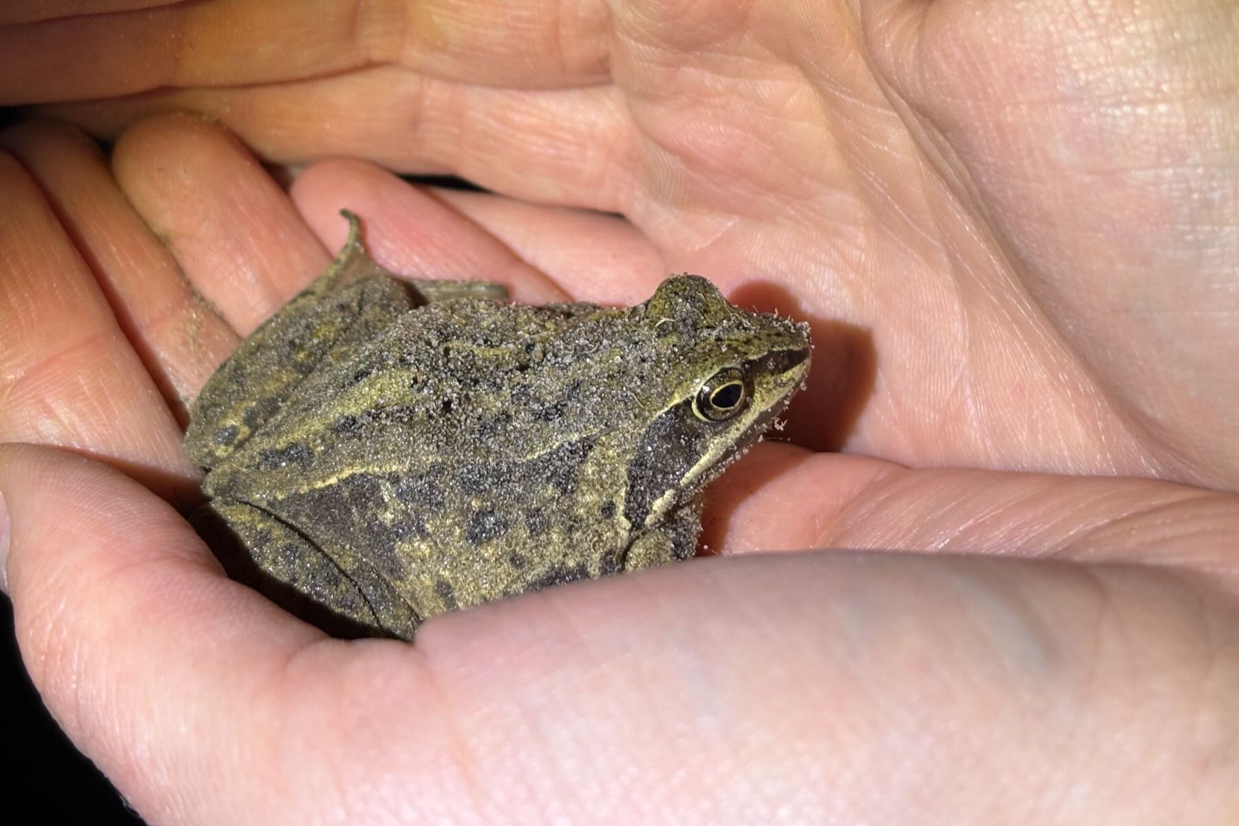 Moorfrosch in Hand