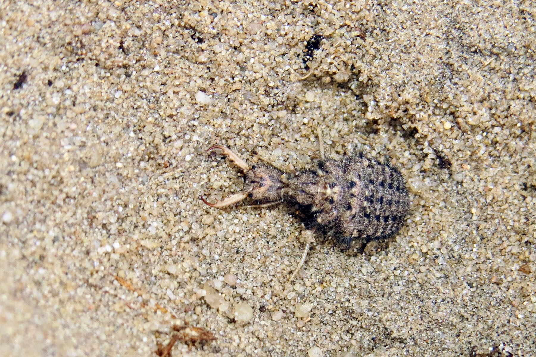 Ameisenlöwe im Sand Ameisenlöwe im Sand