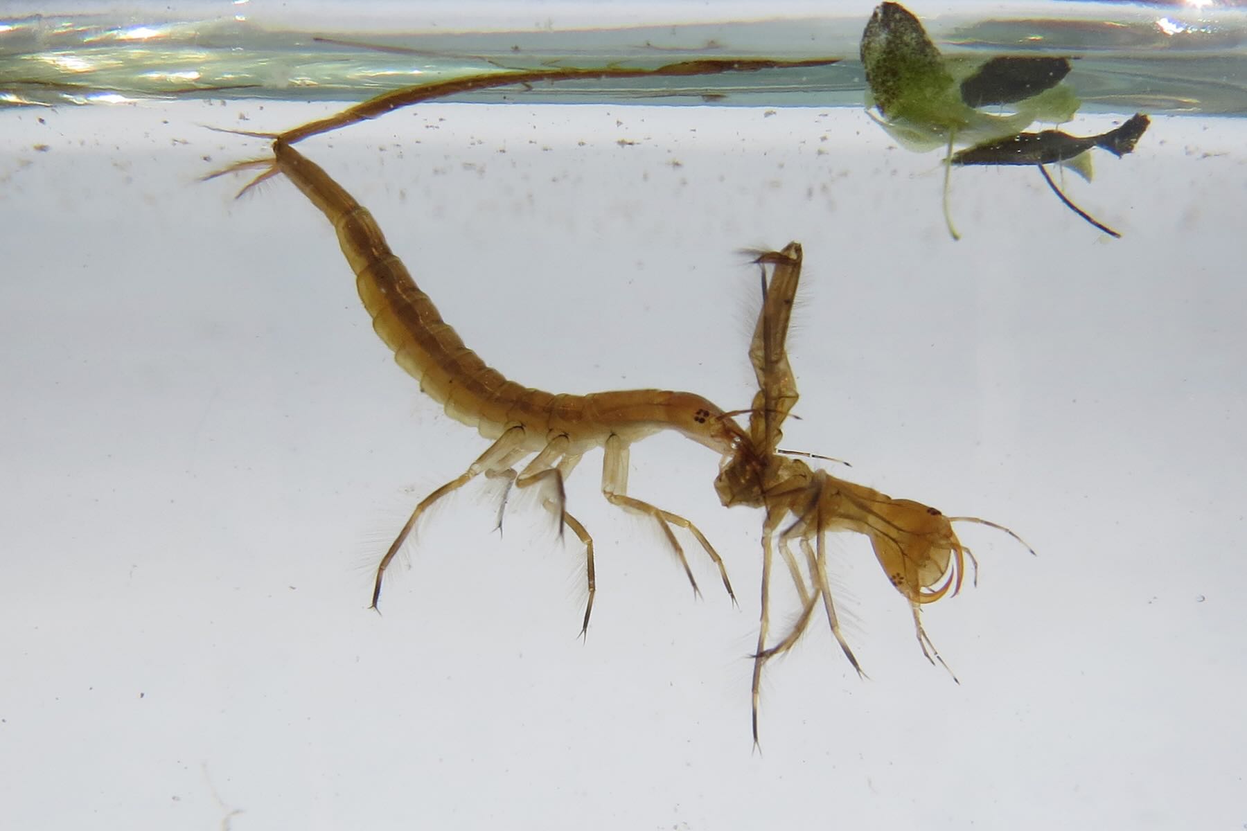 Larve mit langem Schnorchel zur Wasseroberfläche Larve mit langem Schnorchel zur Wasseroberfläche