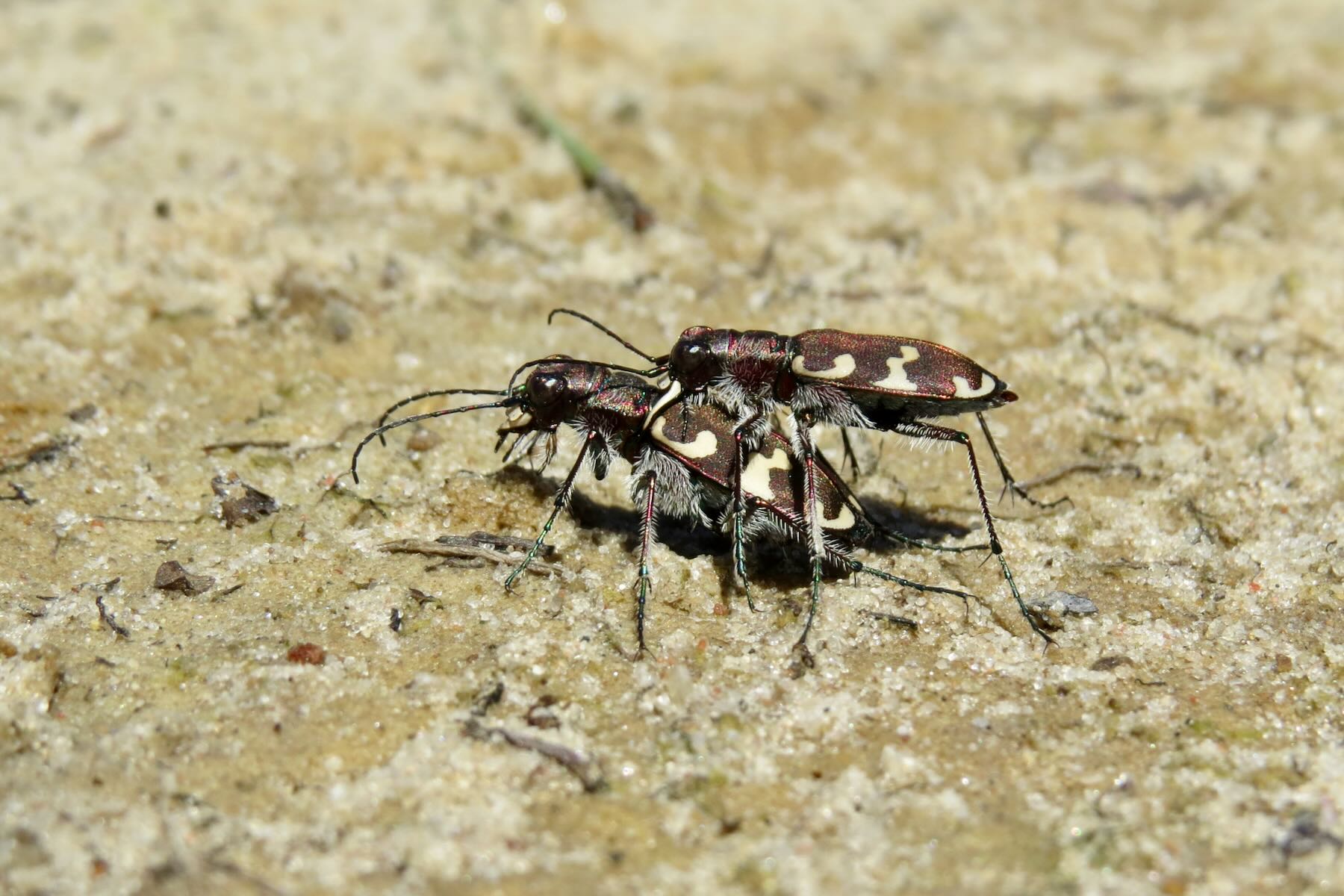 Zwei gemusterte Sandlaufkäfer Zwei gemusterte Sandlaufkäfer