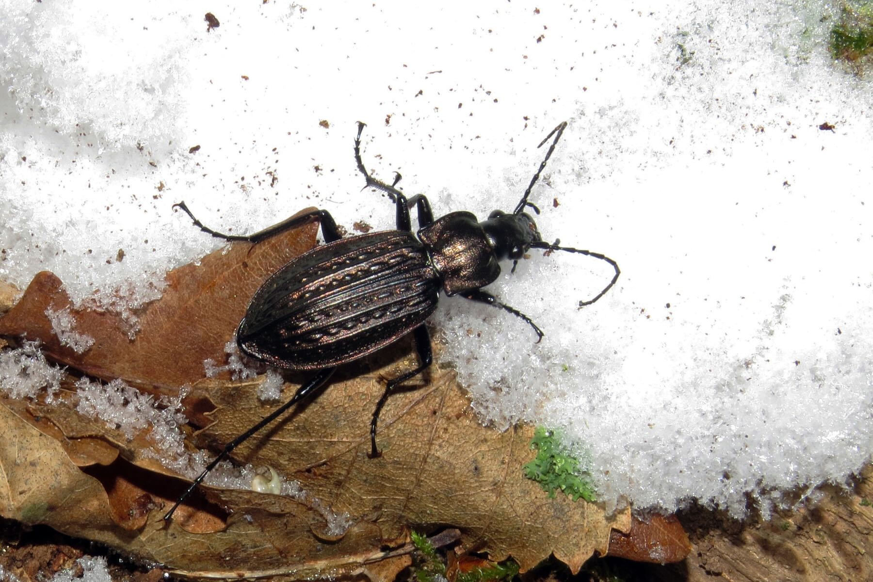 Käfer auf Schnee Käfer auf Schnee