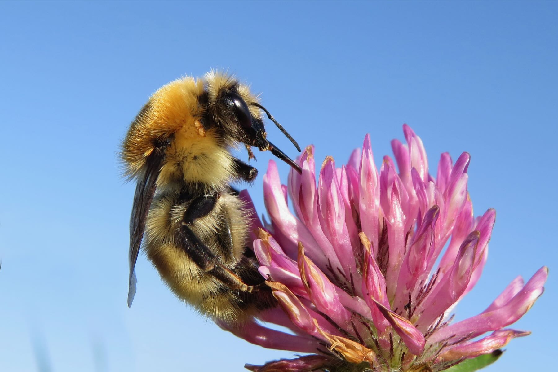 Mooshummel auf Rotklee Mooshummel auf Rotklee