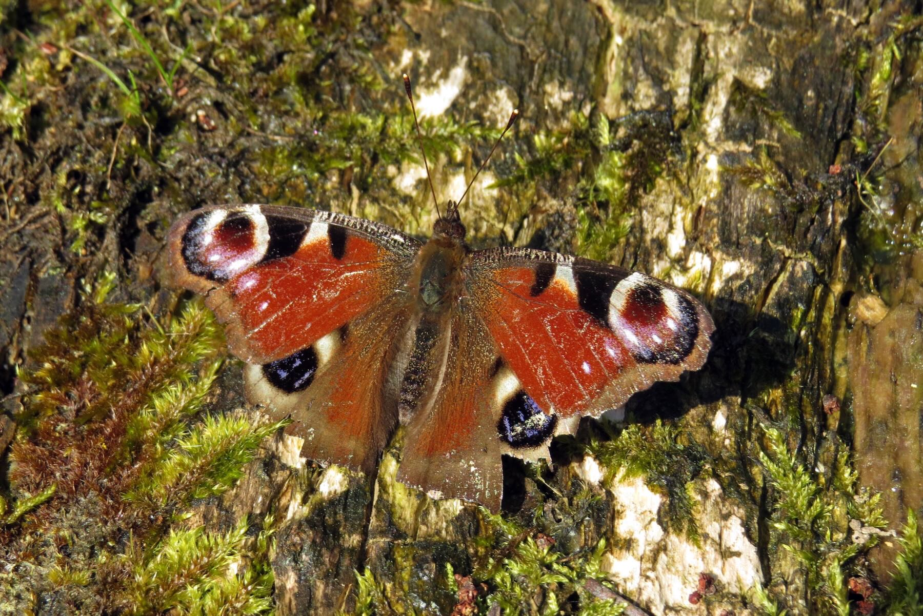 Schmetterling wärmt sich in der Sonne Schmetterling wärmt sich in der Sonne
