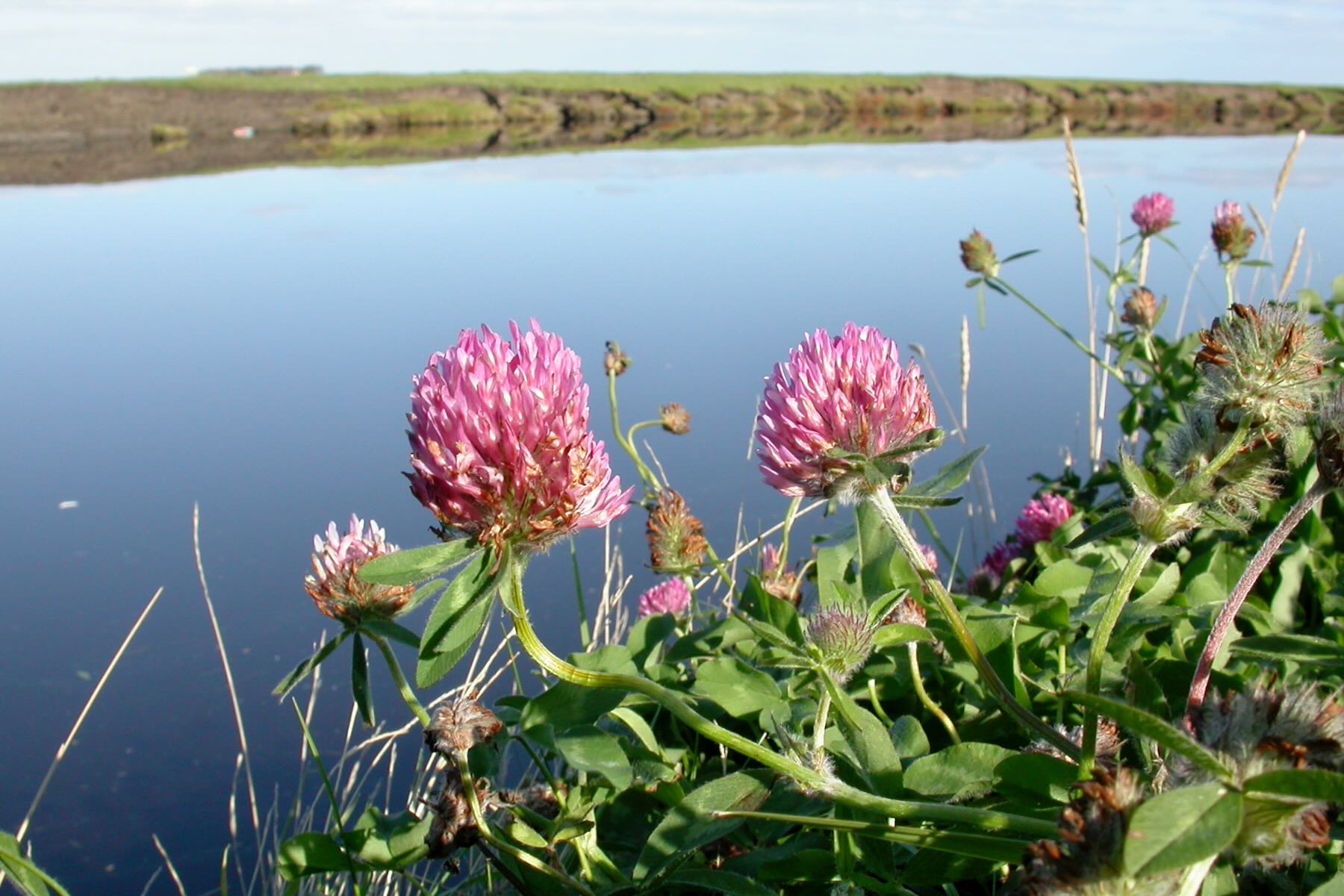 Rotklee an Halligpriel Rotklee an Halligpriel