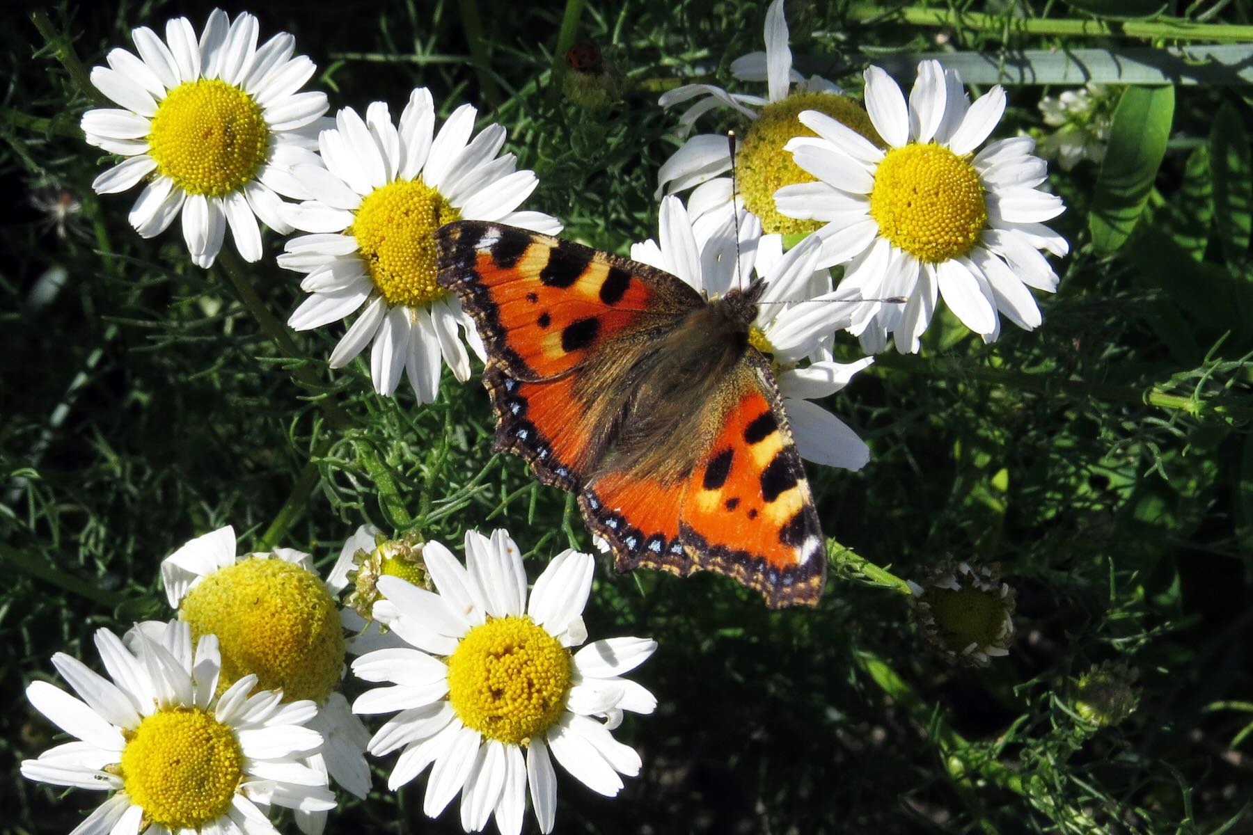 Schmetterling auf Nahrungssuche Schmetterling auf Nahrungssuche