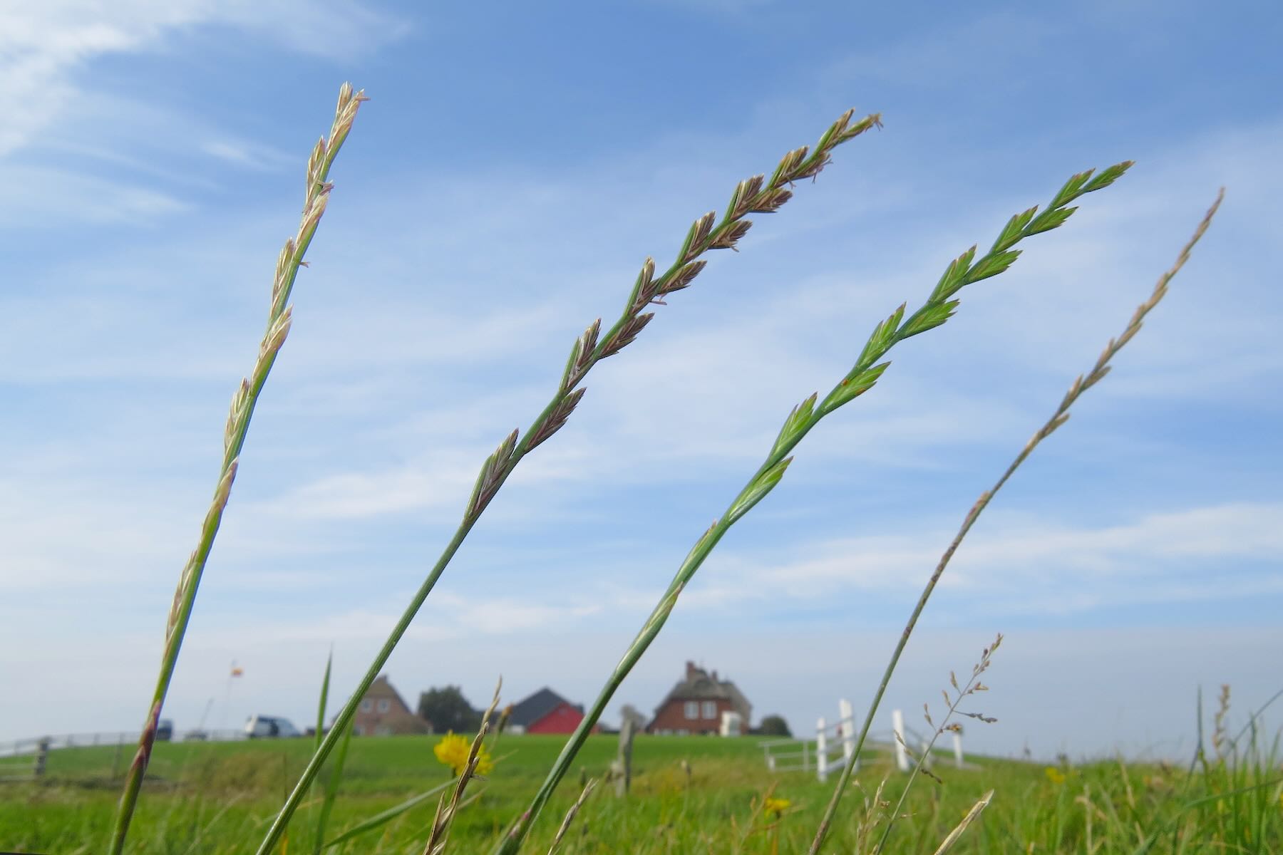 Weidelgras vor Halligwarft Weidelgras vor Halligwarft