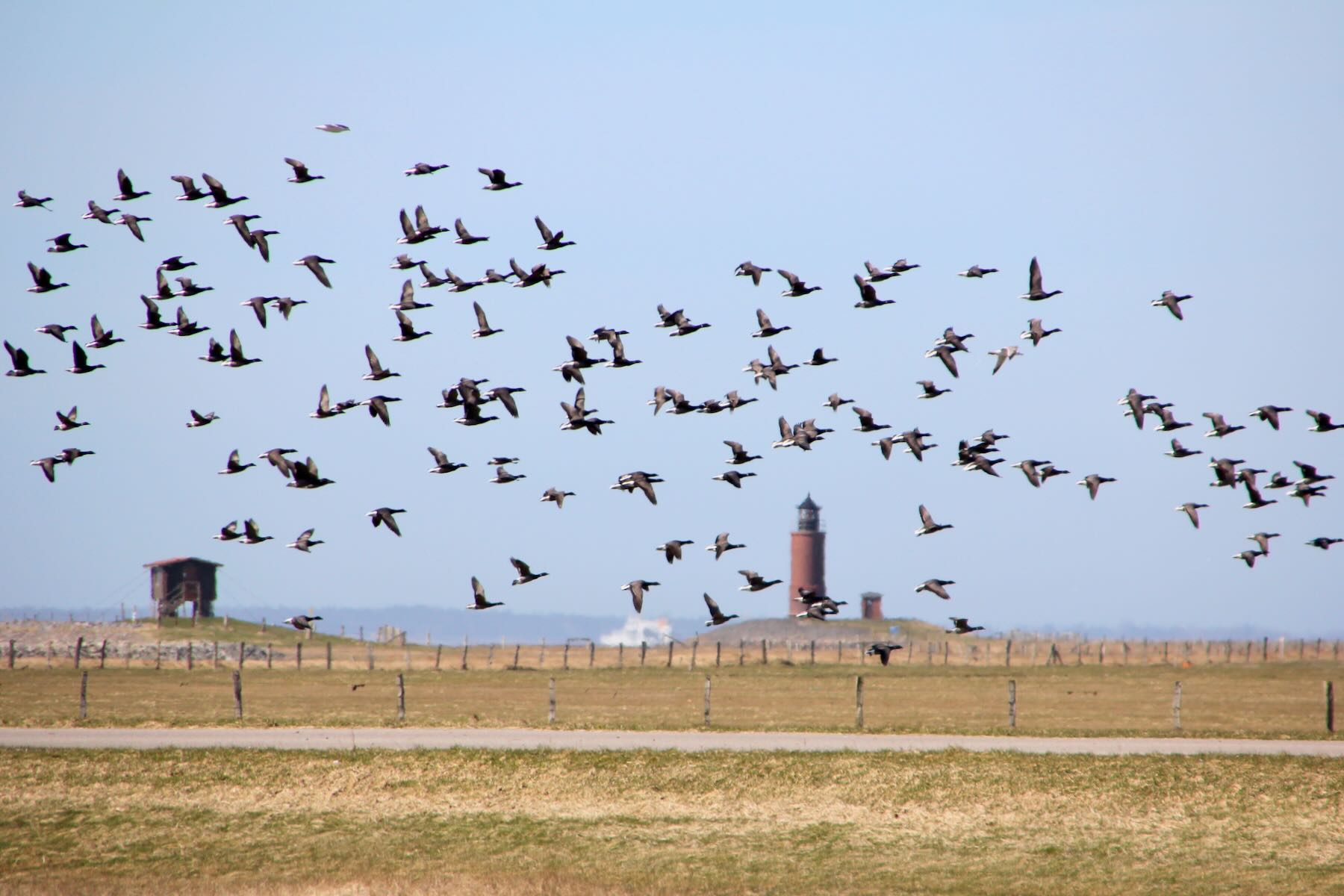 Gänseschwarm vor Leuchtturm Langeneß