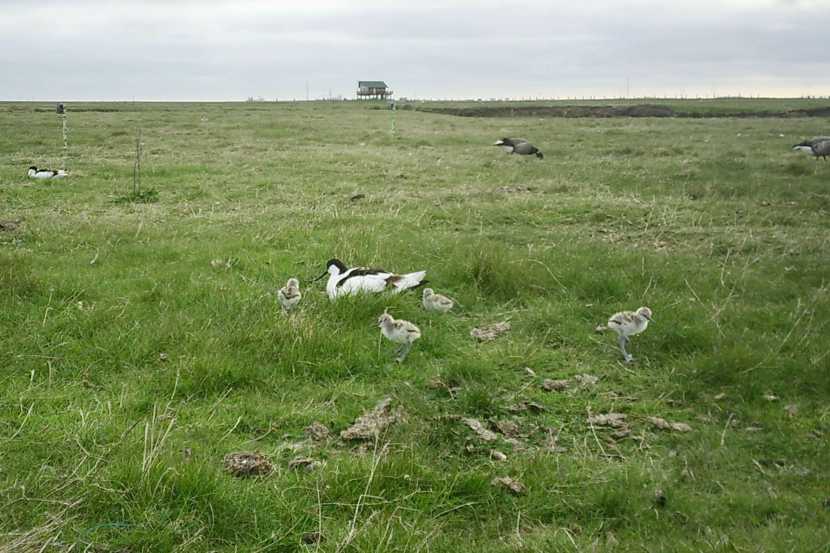 Säbelschnäbler mit 4 Jungen Säbelschnäbler mit 4 Jungen
