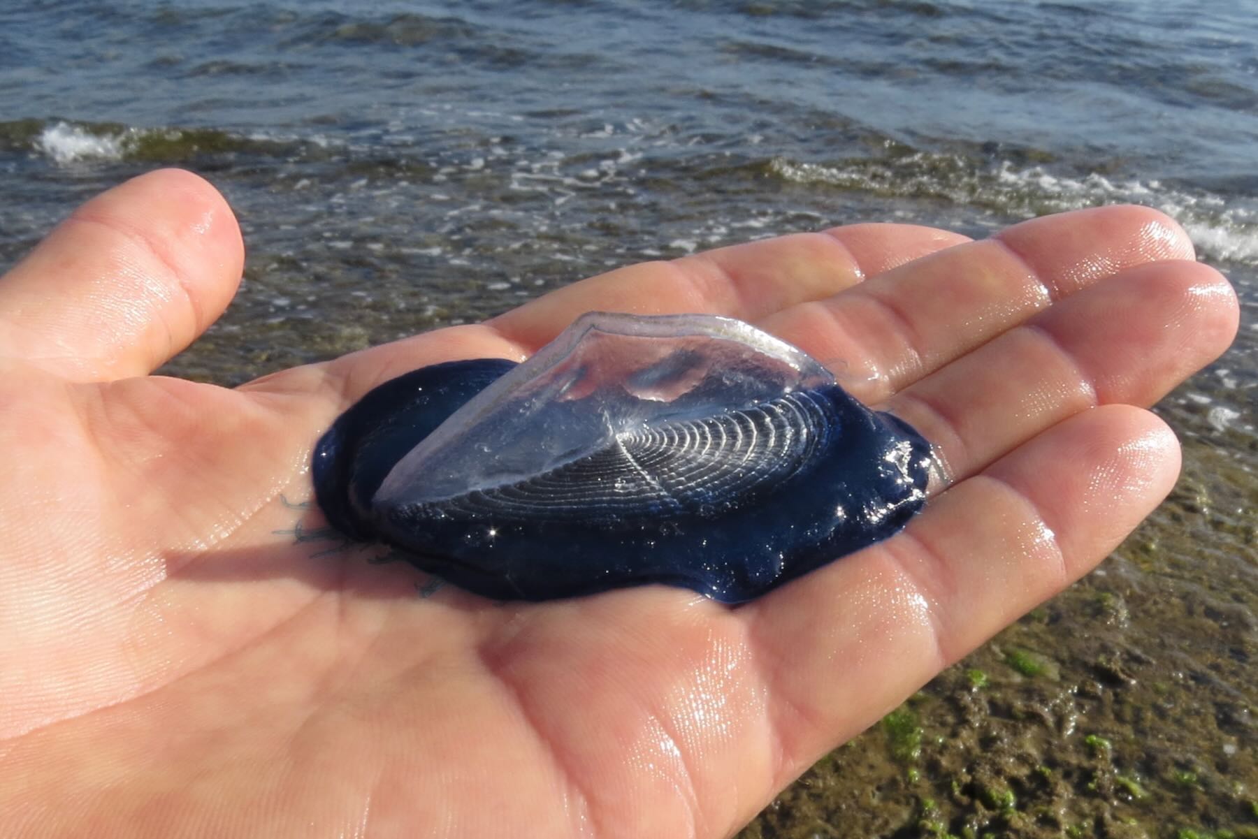 Velella auf Hand Velella auf Hand
