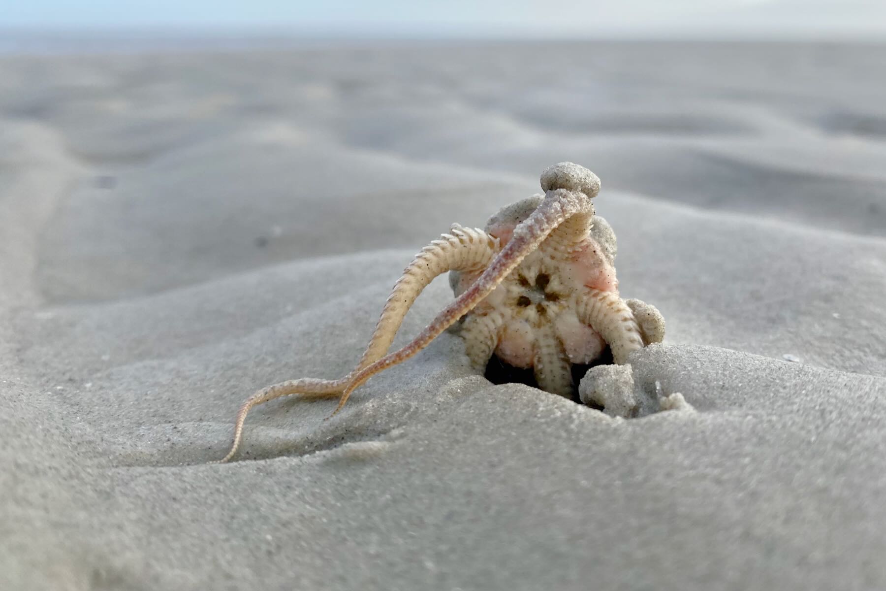 Lebewesen ragt aus dem Watt empor Lebewesen ragt aus dem Watt empor