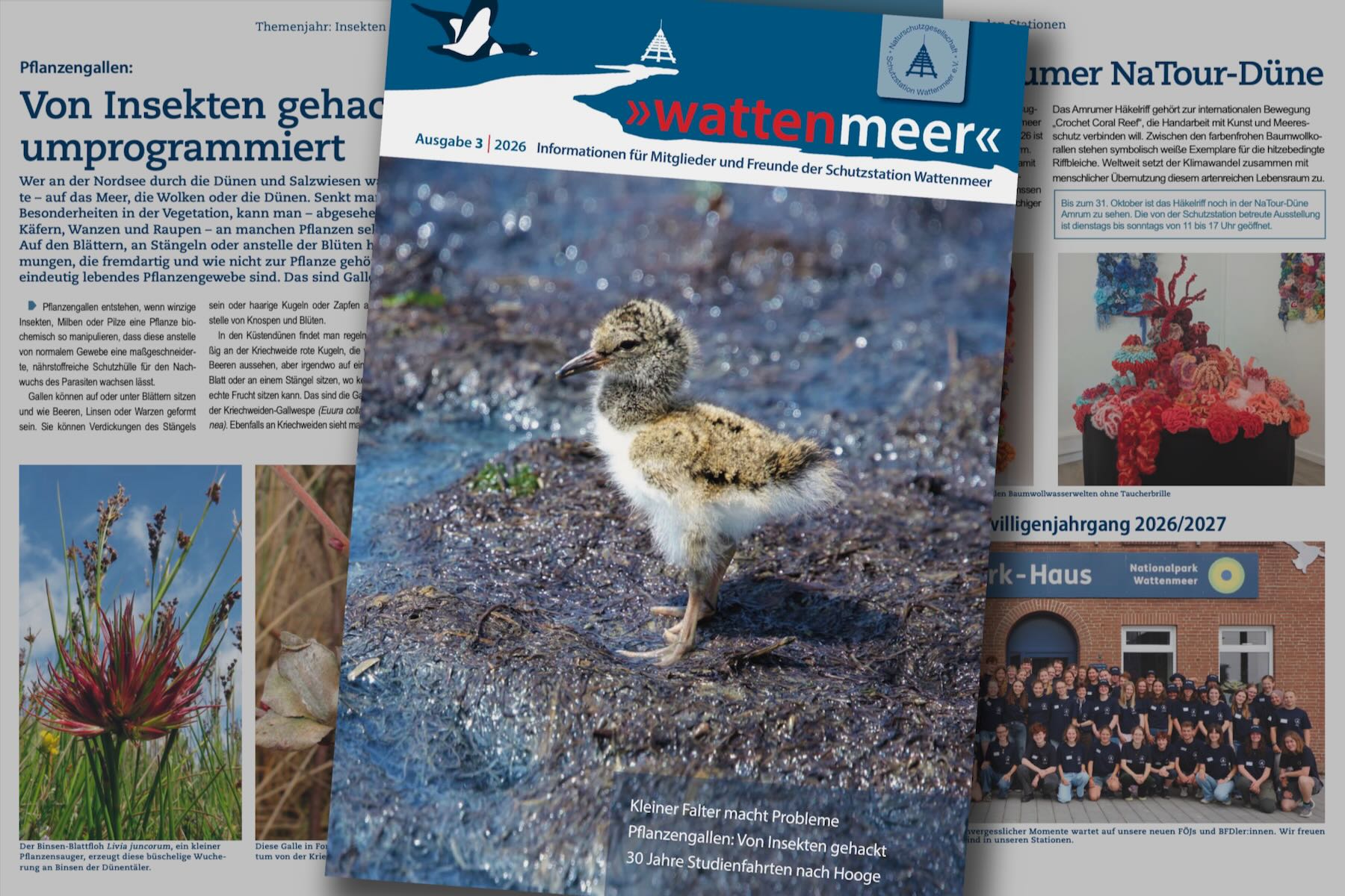 Collage aus Titel und Innenseiten Collage aus Titel und Innenseiten